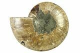 Cut & Polished Ammonite Fossil (Half) - Madagascar #317640-1